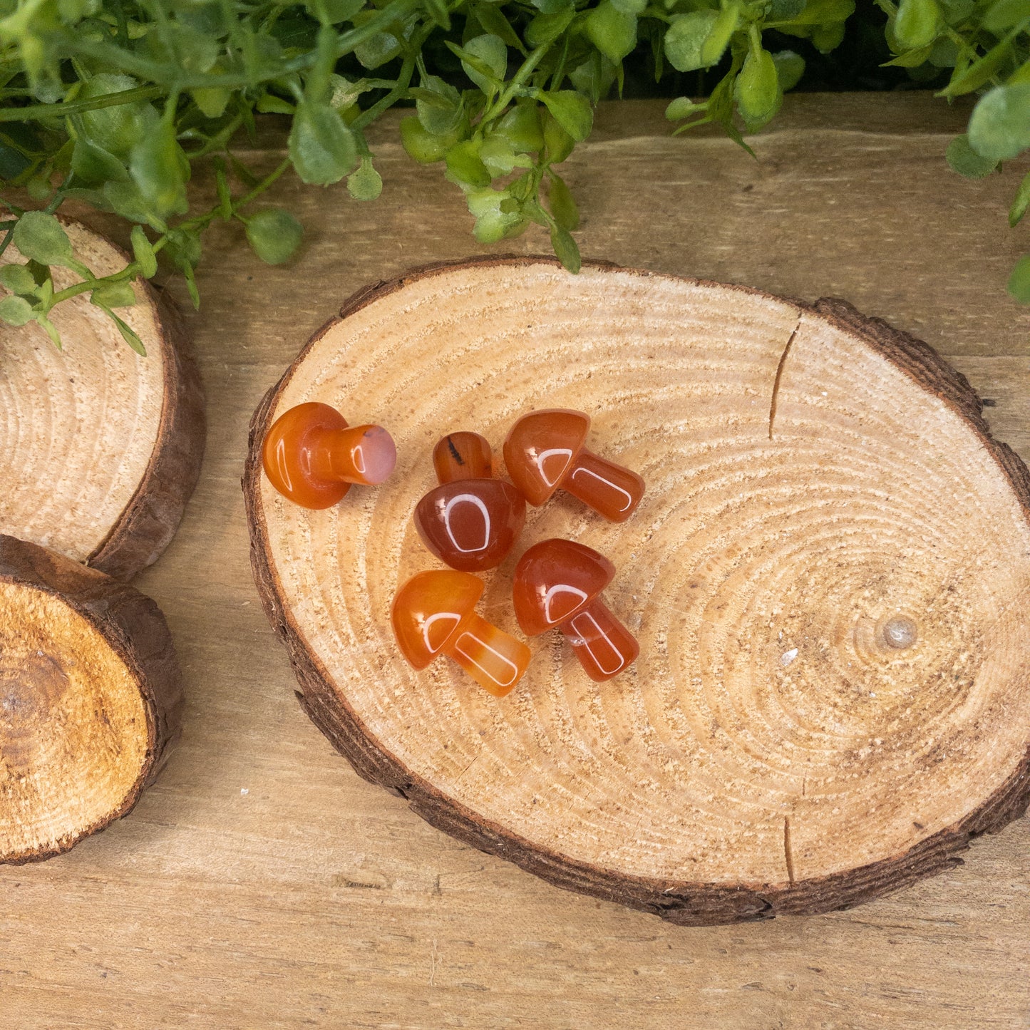 Carnelian Mushrooms